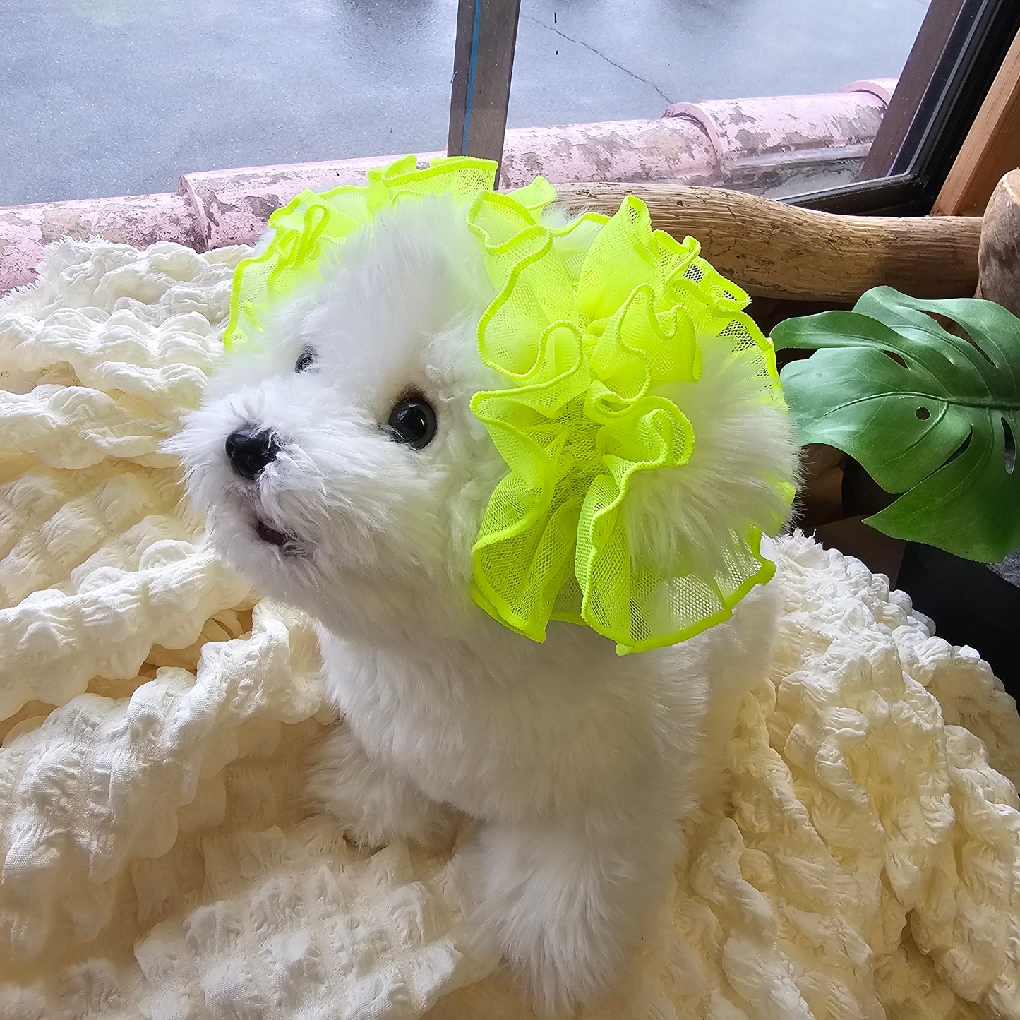 【イヤーシュシュ】シースルーイエロー