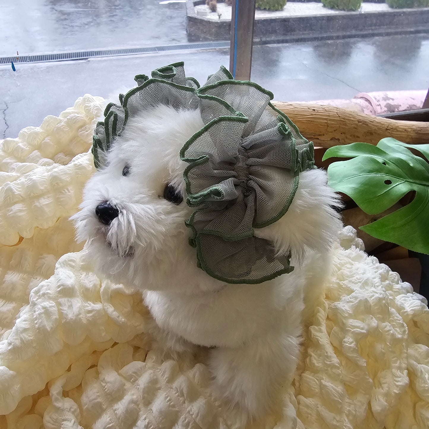 【イヤーシュシュ】シースルーまりも