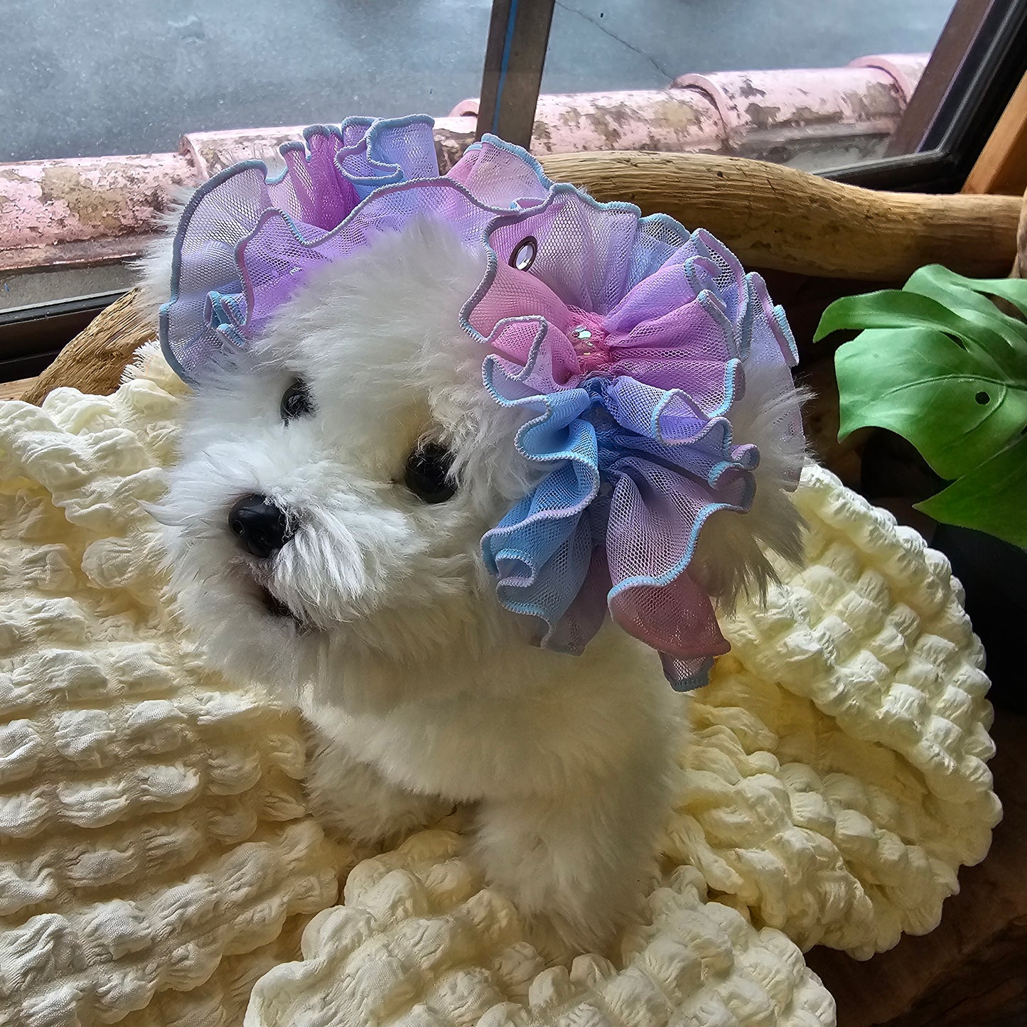 【イヤーシュシュ】フラワーグラデ