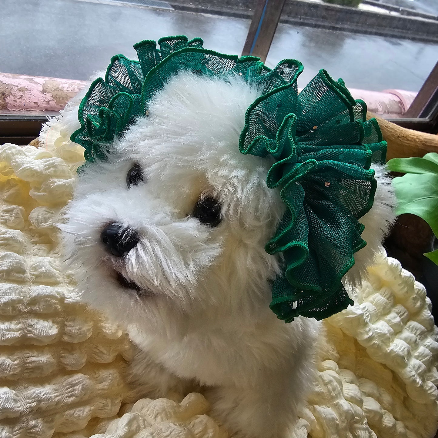 【イヤーシュシュ】シースルーキラキラグリーン