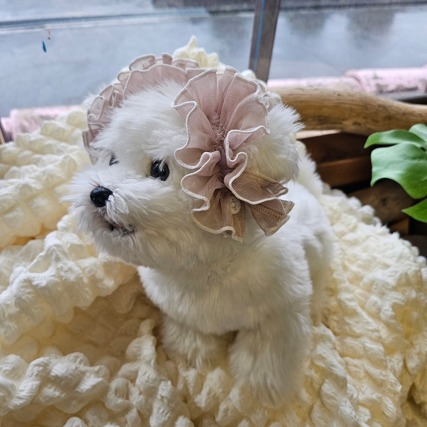 【イヤーシュシュ】シースルーカプチーノ