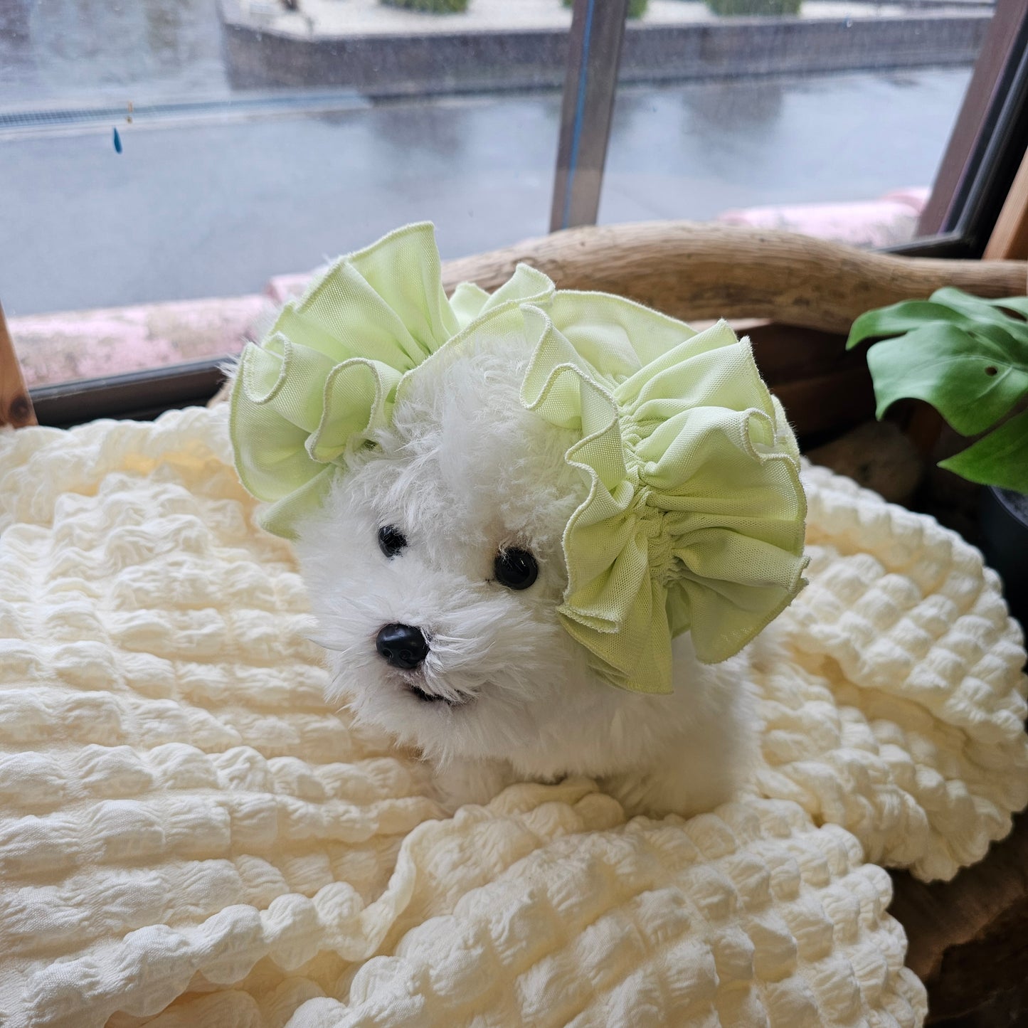 【イヤーシュシュ】チーズ370