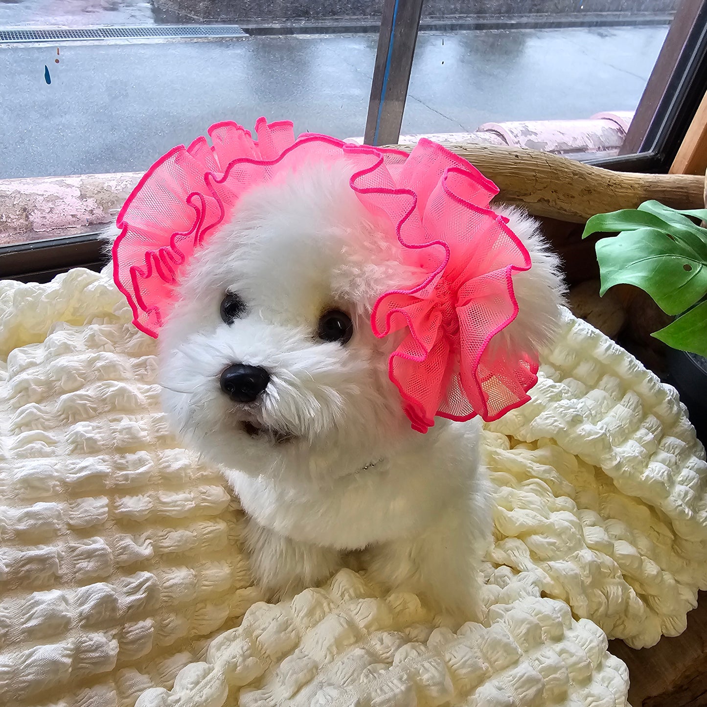 【イヤーシュシュ】シースルーネオンライトピンク