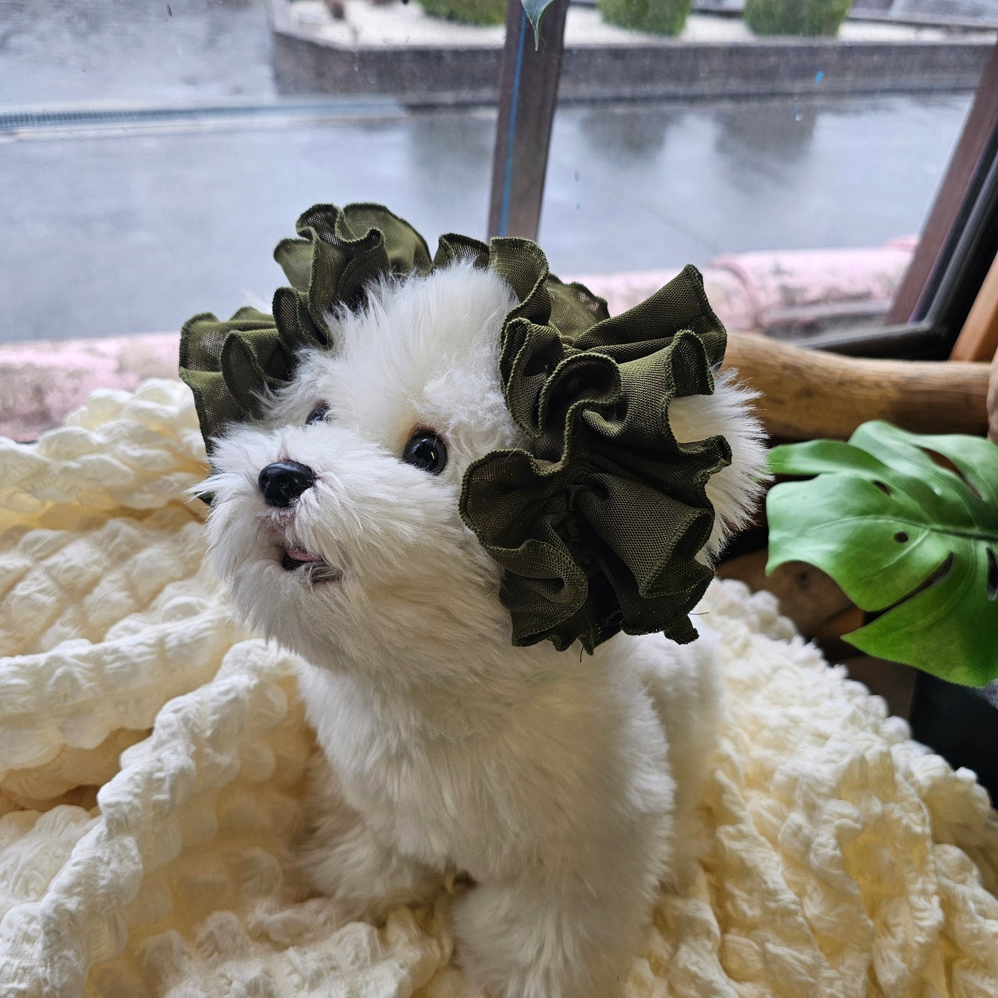 【イヤーシュシュ】宇治茶419