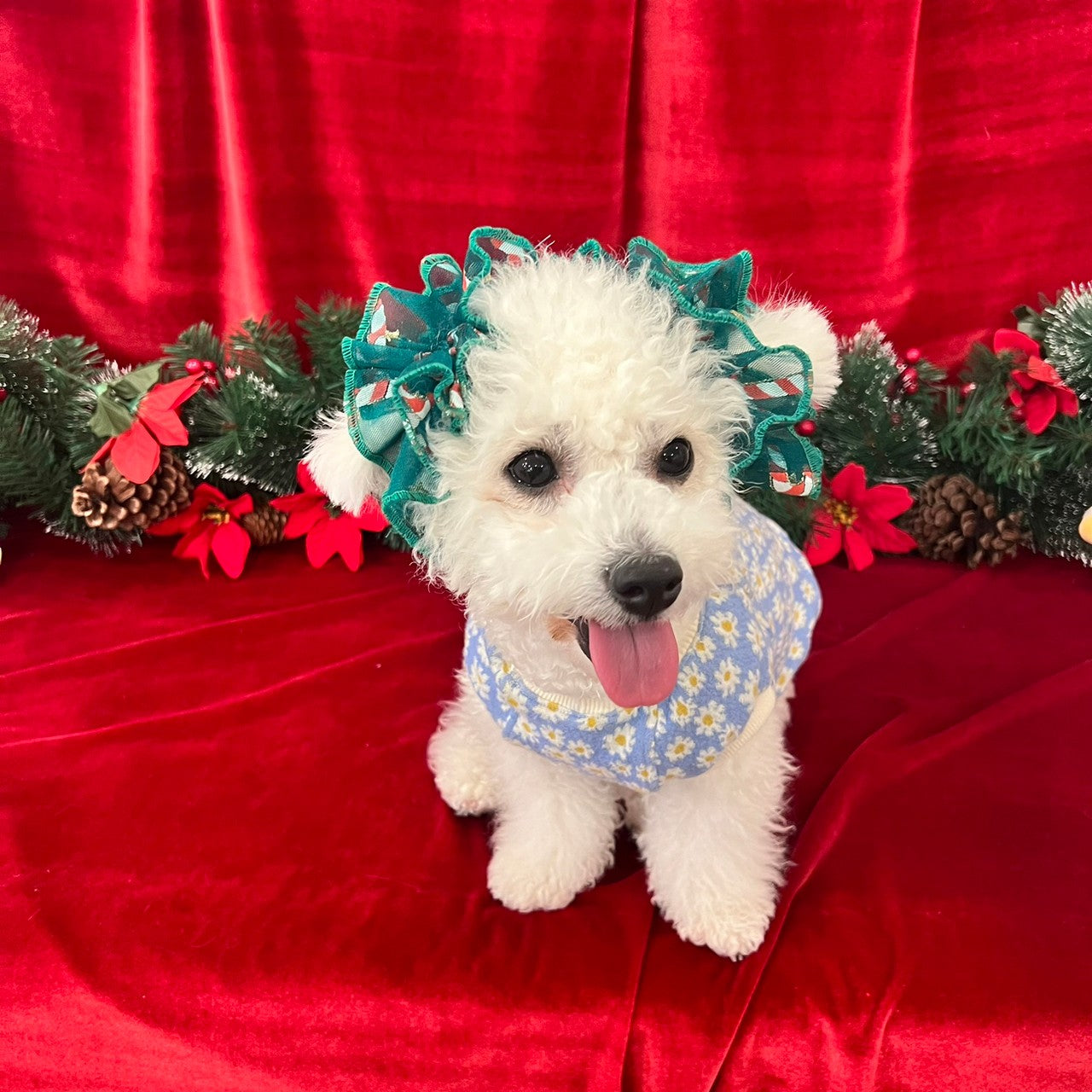 【イヤーシュシュ】クリスマス 4種
