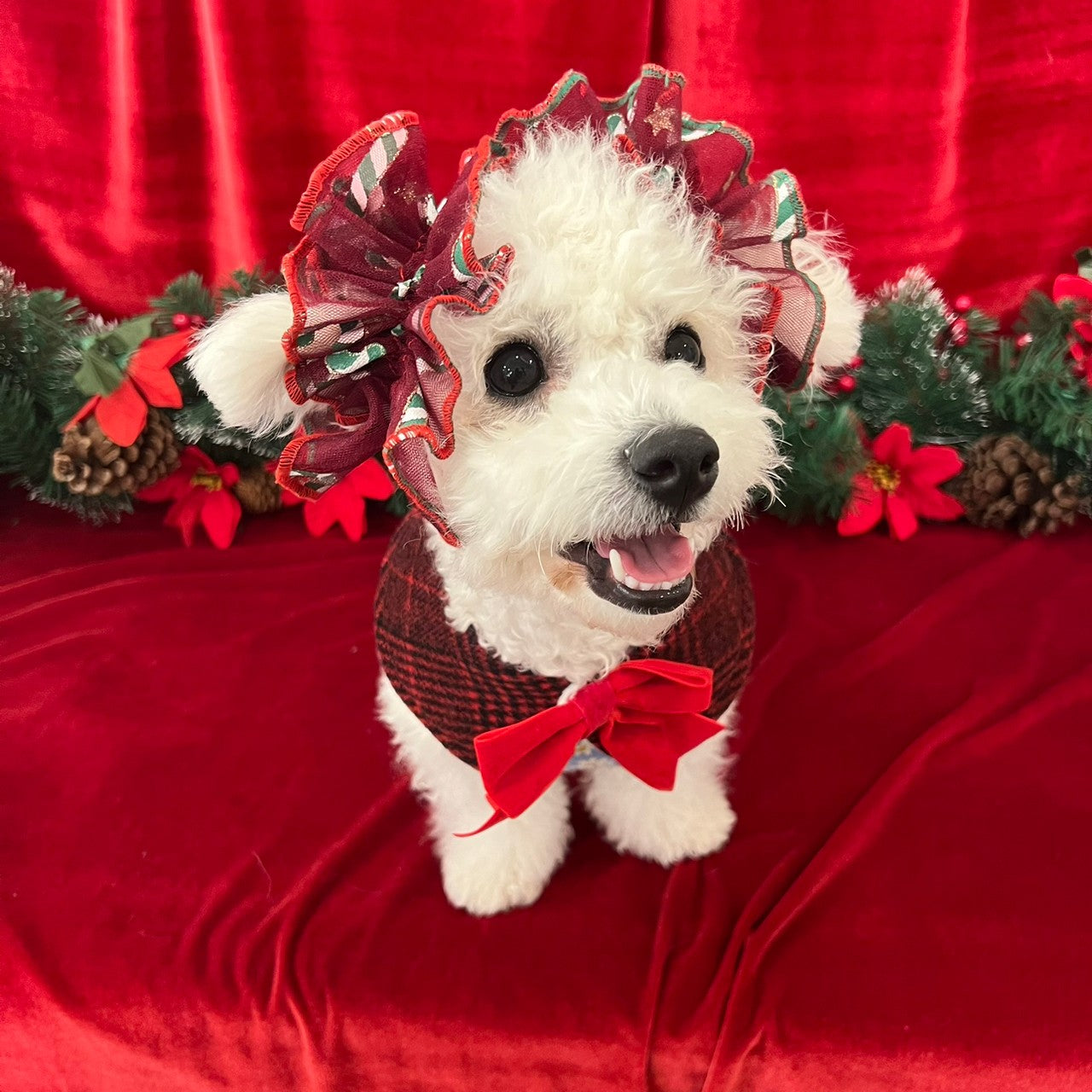 【イヤーシュシュ】クリスマス 4種