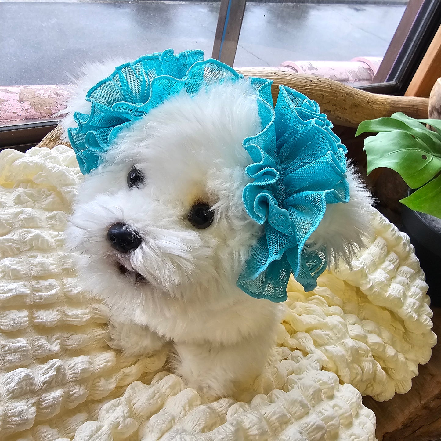 【イヤーシュシュ】シースルーティパニー