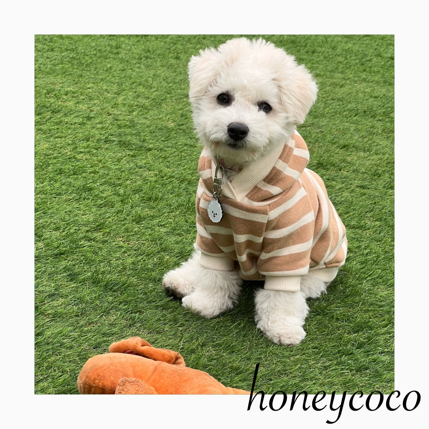 honeycoco